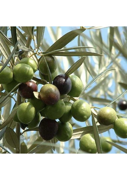 Fidan Sepetim 2 Yaş Edremit Zeytin Fidanı