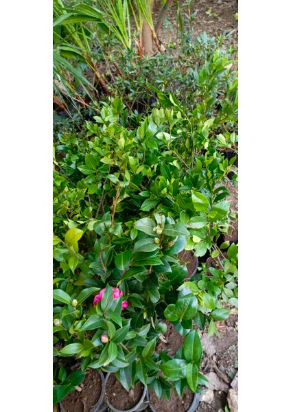 Kamelya Pembe Çiçekli 50 cm