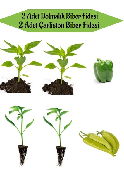 Fide Seti 2 Adet Dolmalık Biber Fidanı+ 2 Adet Çarliston Sarı Biber Fidanı