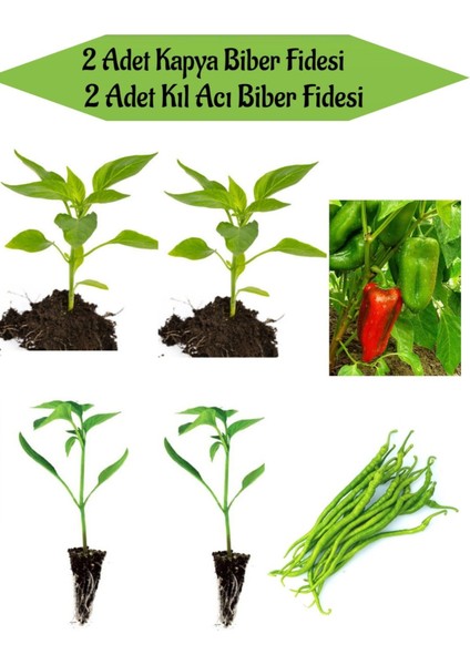 Fide Seti 2 Adet Kapya(Salçalık)Biber Fidanı+ 2 Adet Yeşil Kıl Acı Biber Fidanı