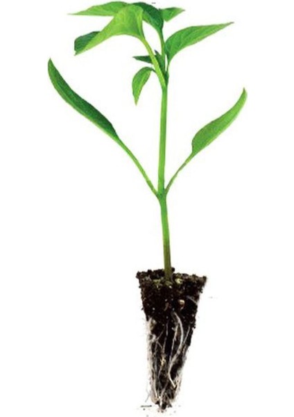 Fide Seti 2 Adet Kapya(Salçalık)Biber Fidanı+ 2 Adet Yeşil Kıl Acı Biber Fidanı modelleri