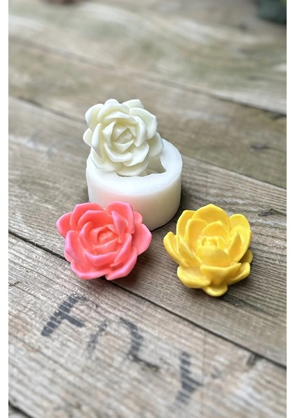 Laui Sukulent Mum Kalıbı