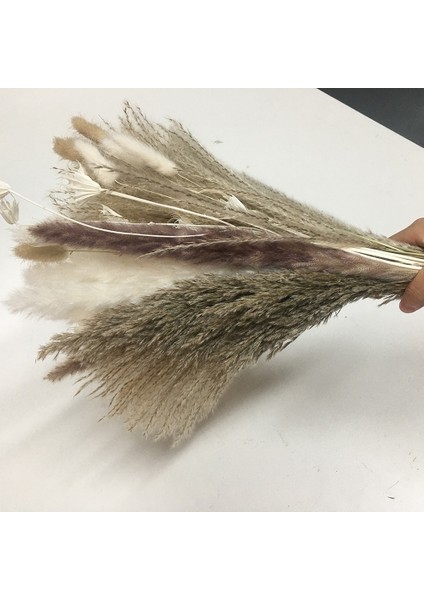 102 Adet Doğal Kurutulmuş Pampas Çim Dekor Pampas Çim Buketi Çiçek Düzenlemeleri Düğün Dekorasyon Dekor Için (Yurt Dışından)