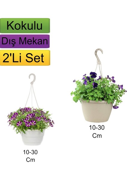 2'li Set Alacalı Mor+ Mor Renkli Petunya Çiçeği