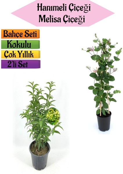 Mis Kokulu Hanımeli Fidanı+Kokulu Melisa ÇIÇEĞI(40-80CM) 2 Adet Kokulu Bahçe Seti