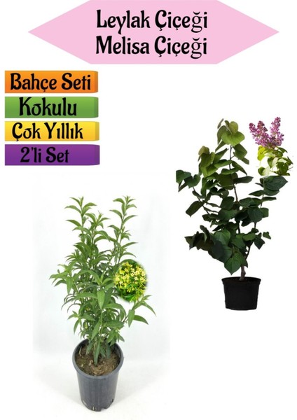 Mis Kokulu Leylak Fidanı+Kokulu Melisa Çiçeği (40-80CM) 2 Adet Kokulu Bahçe Seti