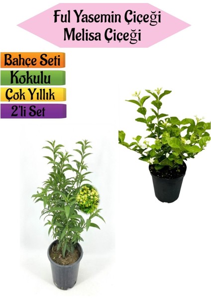 Serada Decor Plant Mis Kokulu Melisa Fidanı+Kokulu Ful Yasemin ÇIÇEĞI(40-80CM) 2 Adet Kokulu Bahçe Seti