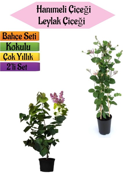 Mis Kokulu Hanımeli Fidanı+Kokulu Leylak Çiçeği FIDANI(40-80CM) 2 Adet Kokulu Bahçe Seti