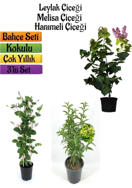 Kokulu Bahçe Seti Leylak Fidanı+Hanımeli Fidanı+Melisa Çiçeği FIDANI(40-80CM)
