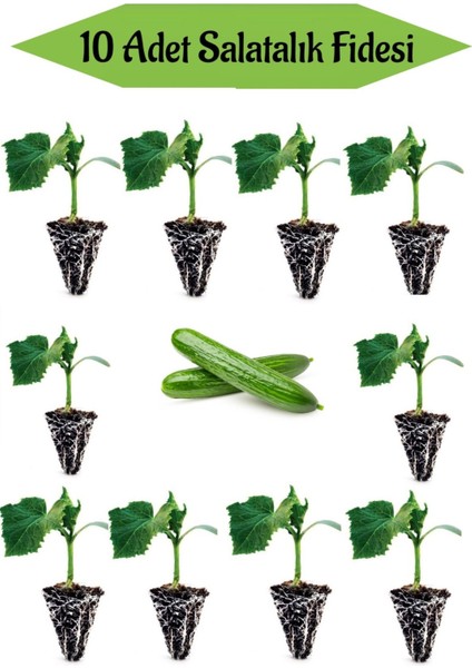 10 Adet Badem Salatalık Fidanı Bahçe Seti