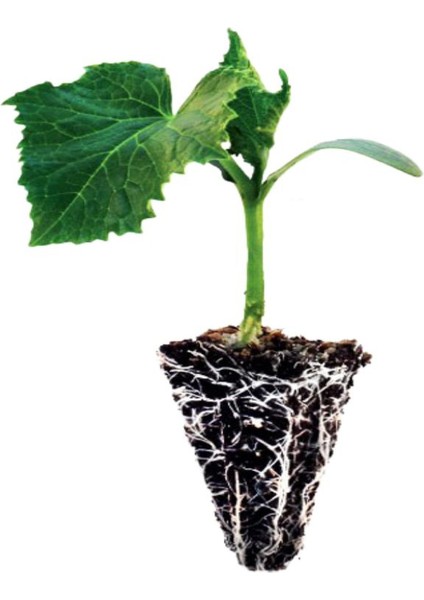 10 Adet Badem Salatalık Fidanı Bahçe Seti fiyatları