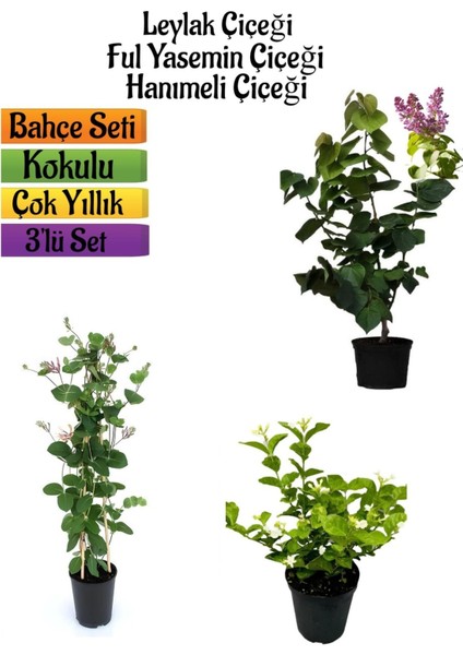 Kokulu Bahçe Seti Leylak Fidanı+Hanımeli Fidanı+Ful Yasemin FIDANI(40-80CM)