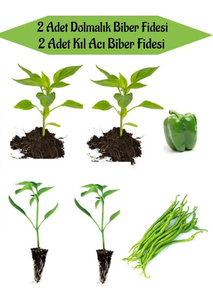 Fide Seti 2 Adet Yeşil Dolmalık Biber Fidanı+ 2 Adet Yeşil Kıl Acı Biber Fidanı
