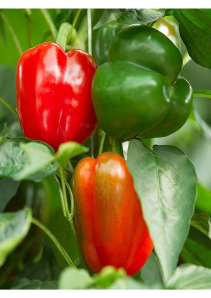 Fide Seti 2 Adet Yeşil Dolmalık Biber Fidanı+ 2 Adet Yeşil Kıl Acı Biber Fidanı fırsatları