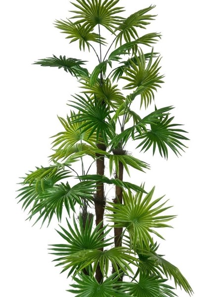Yapay Ağaç Yelpaze Palmiye 4katlı Fanpalm 32 Yaprak Altın Kemerli Beyaz Saksıda 170*65CM