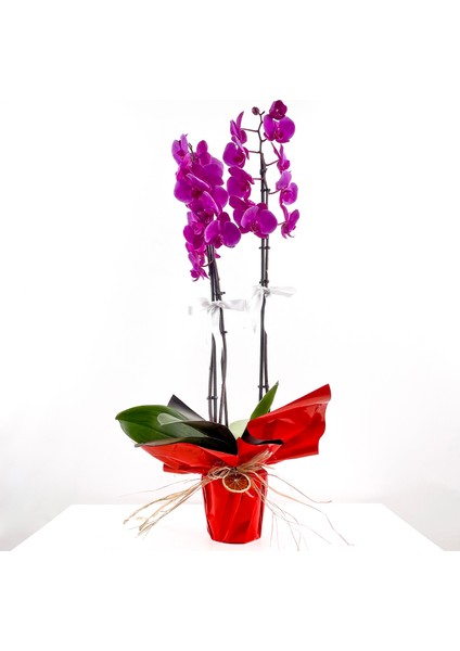 Mor Orkide - Hediye Paketli - Purple Orchid