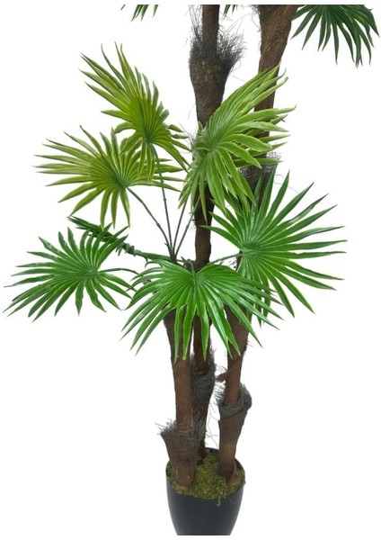 Yapay Ağaç Palmiye Fanpalm 3katlı 24YAPRAK Siyah Plastik Saksıda 165*65CM