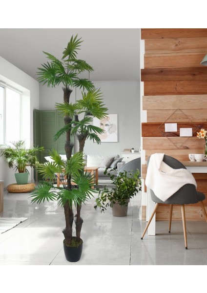 Yapay Ağaç Palmiye Fanpalm 3katlı 24YAPRAK Siyah Plastik Saksıda 165*65CM