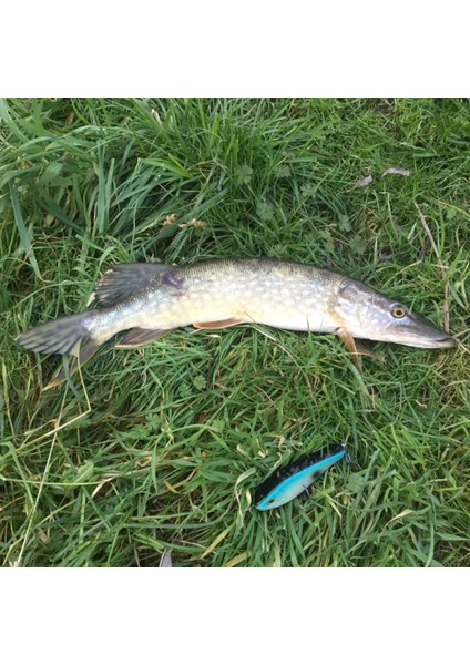 Renk 3 Tarzı Mızugıwa Pike Balıkçılık Cazibesi Jerkbait Misk Buster Pislik Büyük Vıb Yemler Mustad Kancaları Yavaş Batan Büyük Bas G Pesca Leurre (Yurt Dışından) modelleri