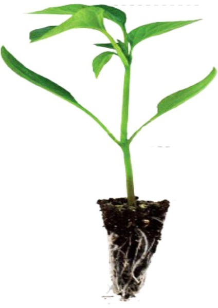 3 Adet Jalapeno Biberi Fidesi ( Tohum Değildir Fidedir) modelleri