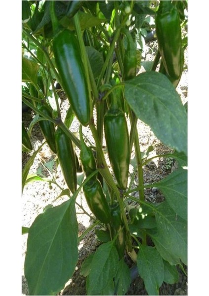 4 Adet Jalapeno Biberi Fidesi ( Tohum Değildir Fidedir) fırsatları