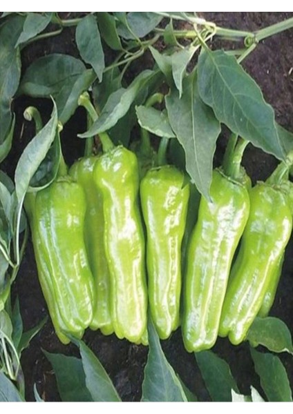 4 Adet Yeşil Uzun Mazomort Biber Fidesi (Üç Burun) ( Tohum Değildir Fidedir) fırsatları