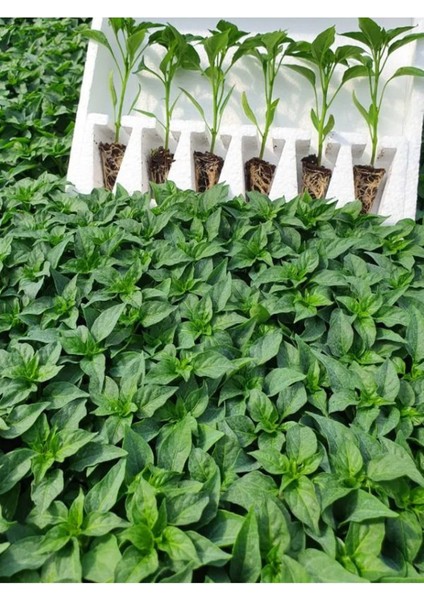 3 Adet Jalapeno Biberi Fidesi ( Tohum Değildir Fidedir) fiyatları