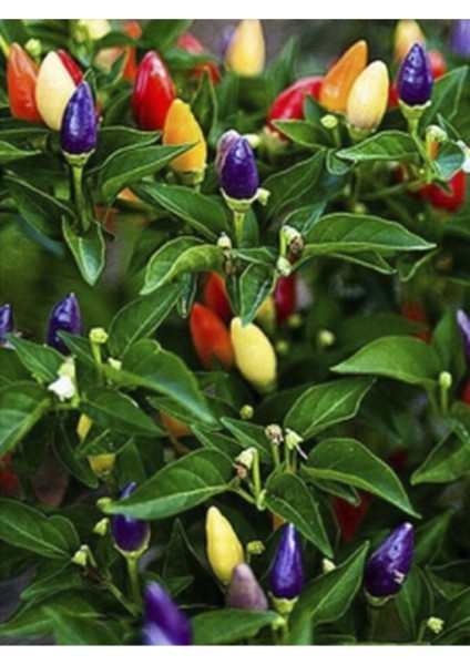 4 Adet Rengarenk Süs Biberi Fidesi ( Tohum Değildir Fidedir) fırsatları