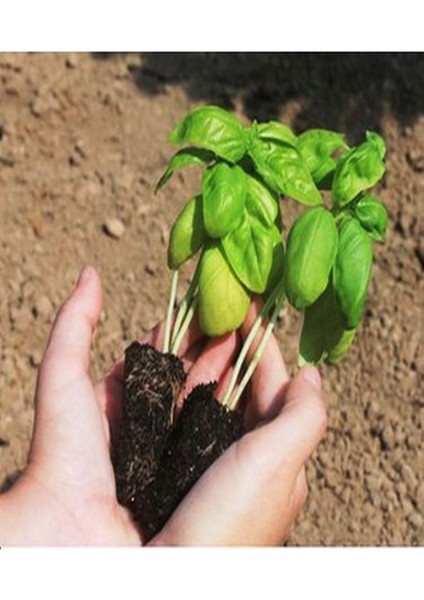 3 Adet Geniş Yapraklı Yeşil Reyhan Fidesi (5-10 Cm) (Tohum Değildir Fidedir)