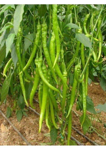 3 Adet Yeşil Tatlı Kıl Biber Fidesi ( Tohum Değildir Fidedir) fırsatları
