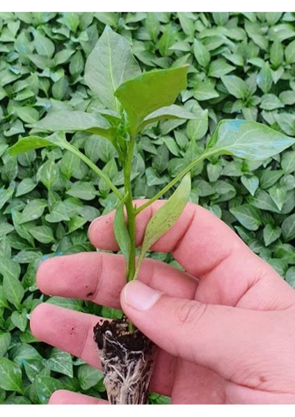 4 Adet Yeşil Tatlı Biber Fidesi ( Tohum Değildir Fidedir)