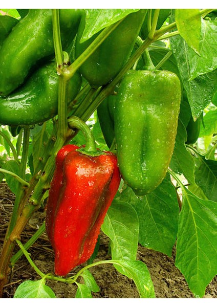 3 Adet Salçalık Kapya Biber Fidesi ( Tohum Değildir Fidedir) fırsatları
