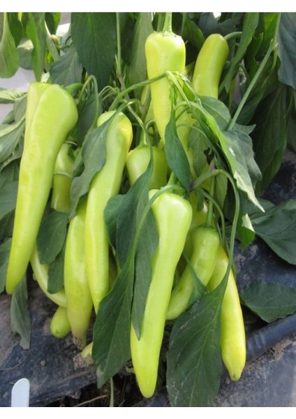 4 Adet Sarı Tatlı Biber Fidesi ( Tohum Değildir Fidedir) fırsatları