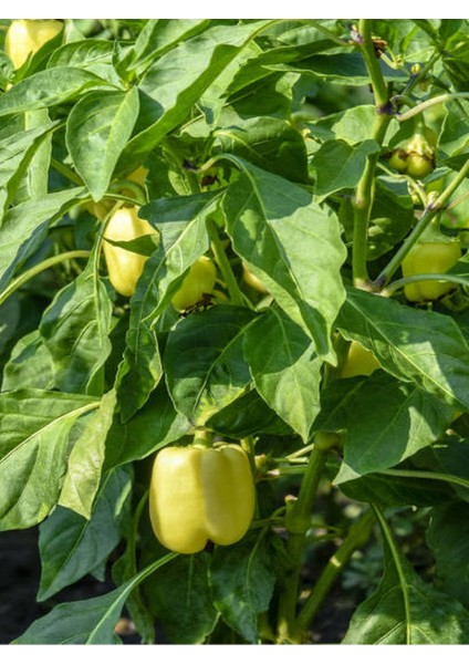 2 Adet Yeşil Dolmalık Biber Fidesi (Tohum Değildir Fidedir) fırsatları