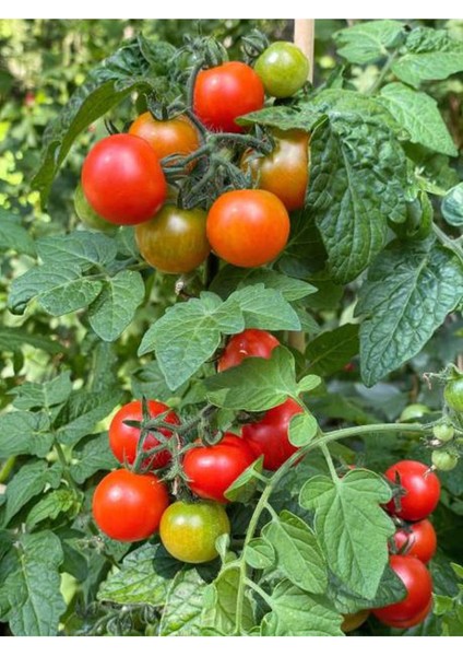 Serada Decor Plant 2 Adet Bodur Çeri Domates Fidesi ( Tohum Değildir Fidedir)