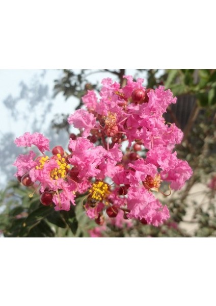 - Oya Ağacı Fidanı / 50 - 60 Cm. Boyda (Lagerstroemia Indica)