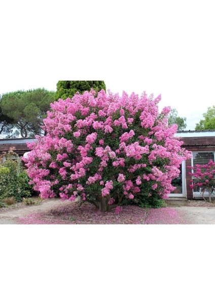 - Oya Ağacı Fidanı / 50 - 60 Cm. Boyda (Lagerstroemia Indica)