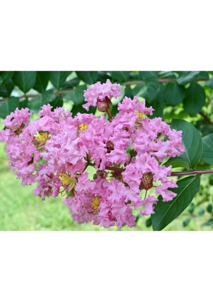 - Oya Ağacı Fidanı / 50 - 60 Cm. Boyda (Lagerstroemia Indica)