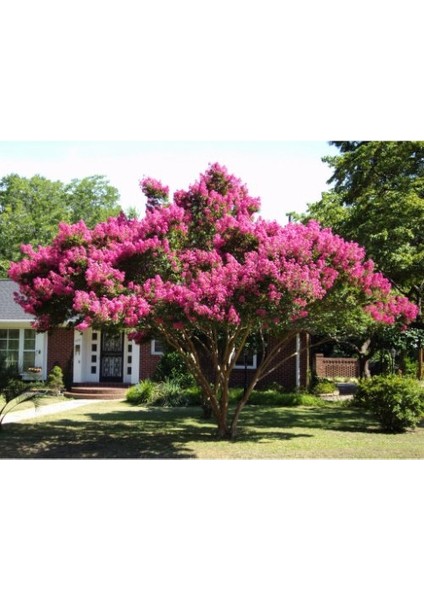 - Oya Ağacı Fidanı / 50 - 60 Cm. Boyda (Lagerstroemia Indica)