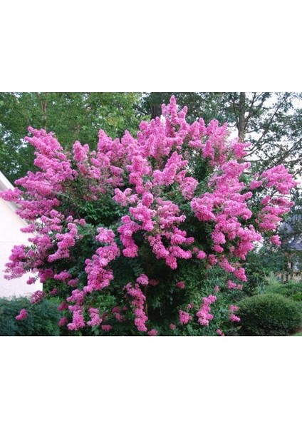 - Oya Ağacı Fidanı / 50 - 60 Cm. Boyda (Lagerstroemia Indica)