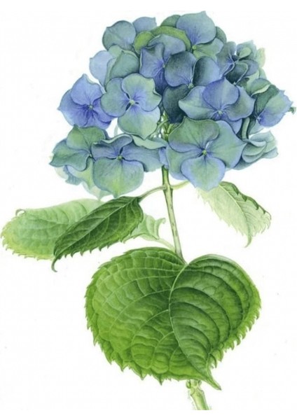 Hobby Güzel Ortanca 4 Sayılarla Boyama Seti Rulo