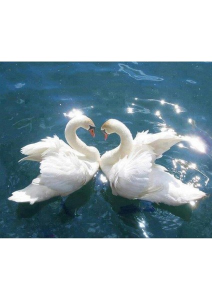 Canvas Kuğuların Askı Sayılarla Boyama Seti Kasnaklı