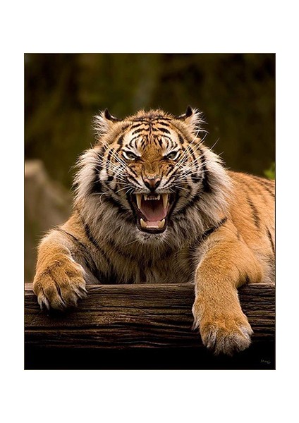 Canvas Vahsi Kaplan Sayılarla Boyama Seti Kasnaklı