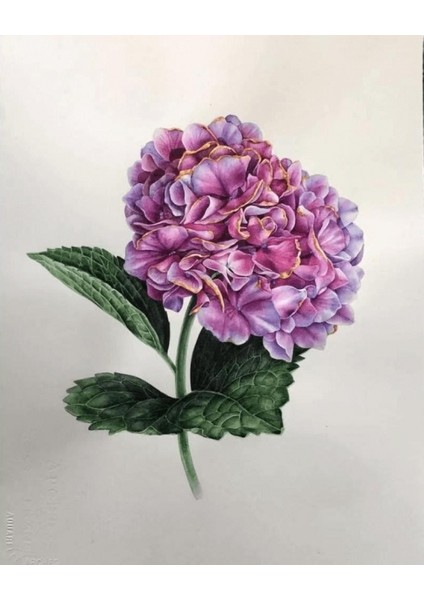 Canvas Güzel Ortanca 1 Sayılarla Boyama Seti Kasnaklı