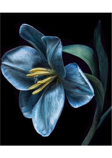 Canvas Yasam Çiçeği 3 Sayılarla Boyama Seti Kasnaklı