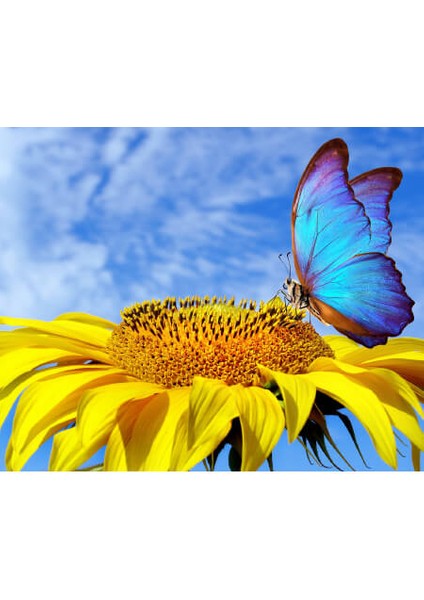 Canvas Ayçiçek ve Kelebek Sayılarla Boyama Seti Kasnaklı