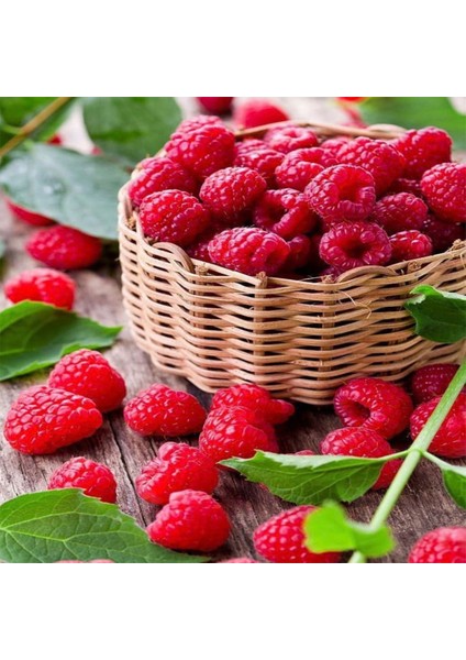 Hobby Lezzetli Ahududu Sepeti Sayılarla Boyama Seti Rulo