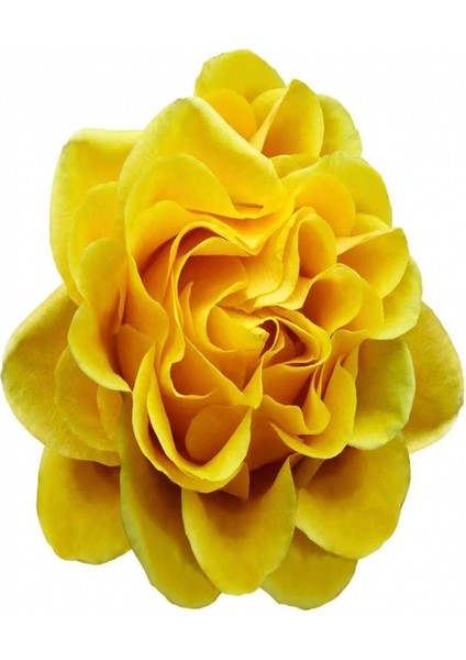 Canvas Sade Çiçekler 4 Sayılarla Boyama Seti Kasnaklı