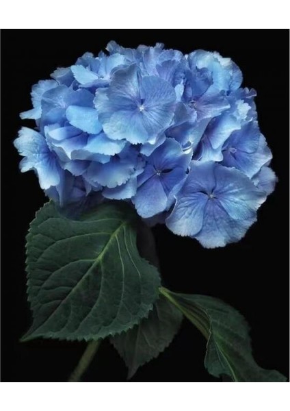 Canvas Cennet Çiçeği Sayılarla Boyama Seti Kasnaklı