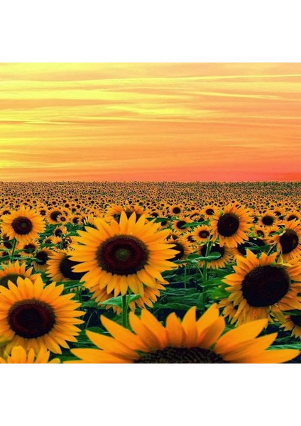 Canvas Ayçiçek Tarlası Sayılarla Boyama Seti Kasnaklı